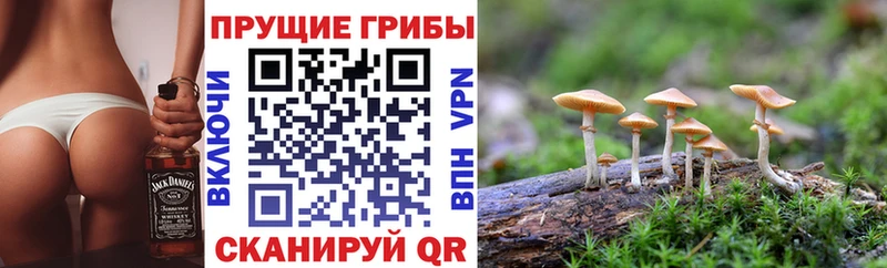 где можно купить   Яранск  Псилоцибиновые грибы Psilocybine cubensis 